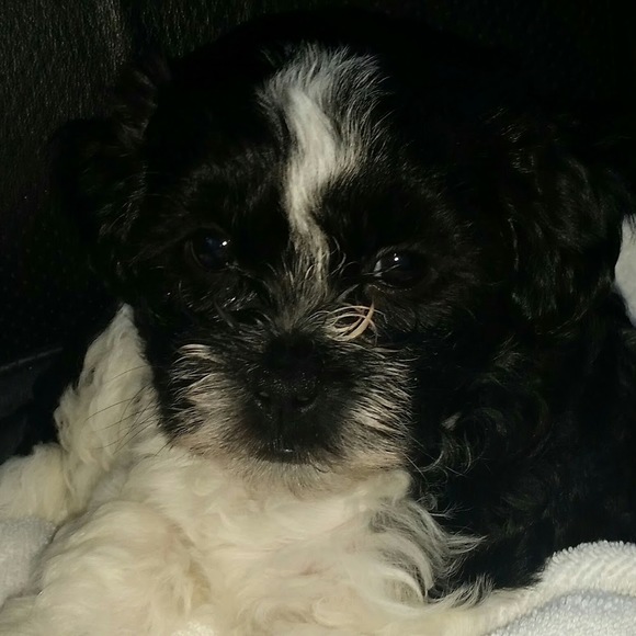 Meet your Posher, Sherry - Picture 1 of 1